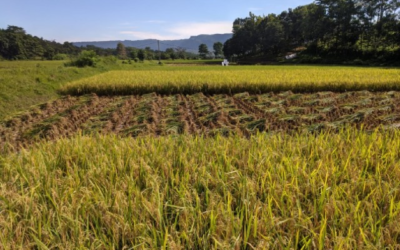 Jaga Ketersediaan Pangan, FKDB On Farm Segera Panen Perdana di Sukabumi