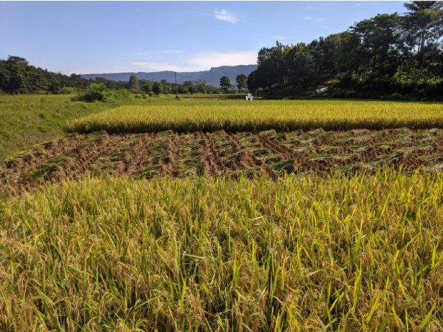 Jaga Ketersediaan Pangan, FKDB On Farm Segera Panen Perdana di Sukabumi