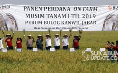 Aplikasi Teknologi Pupuk Batubara Futura Terbukti Tingkatkan Produktifitas Pertanian