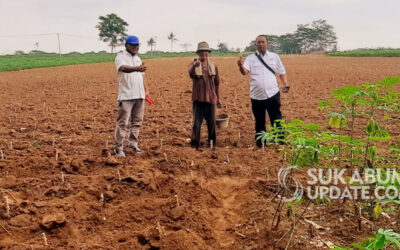 Dorong Ketersediaan Pangan, FKDB Kerjasama dengan Petani Singkong di Lampung