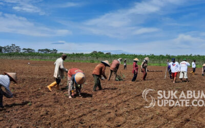 Dukung Ketahanan Pangan Nasional, KITA dan FKDB Galakkan Tanam Padi Gogo Rancah