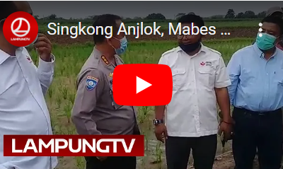 Singkong Anjlok, Mabes Polri Terjun ke Lampung Tengah
