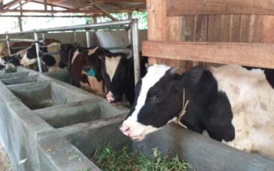 Wujudkan Ekonomi Kerakyatan, FKDB Serahkan 9 Sapi Holstein untuk Warga Sukabumi