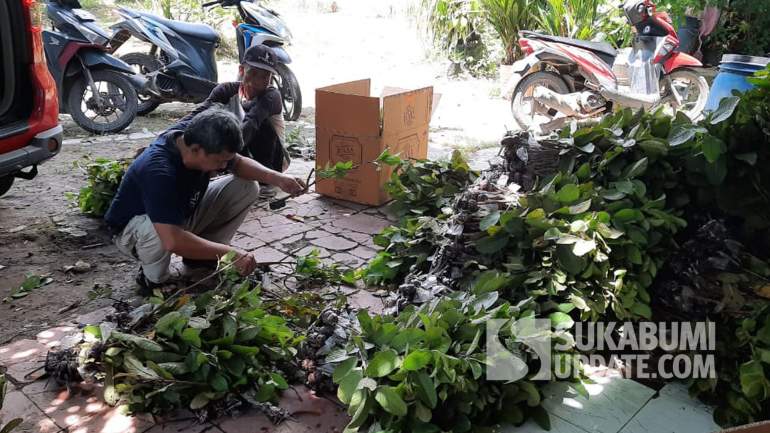 Bangun Ekosistem Pertanian, FKDB dan Warga Tenjojaya Sukabumi Tanam Jambu Kristal