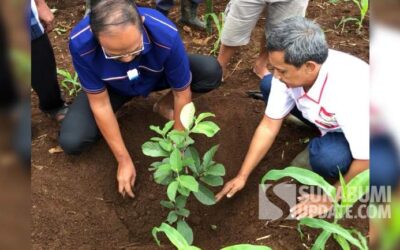 Bangun Ekosistem Pertanian, Ayep Zaki Tanam Pohon Jambu di Cibadak Sukabumi